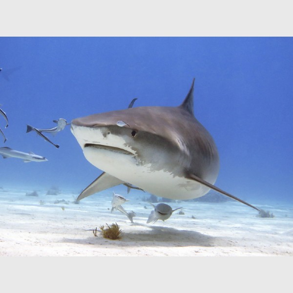 Tiger shark surrounded by remoras - Tiger Beach, Grand Bahama, July 2014