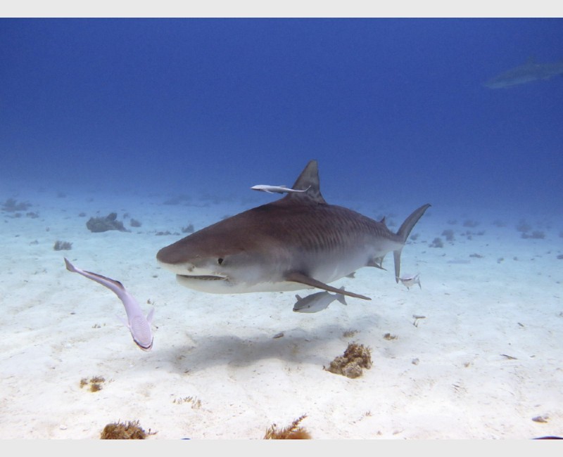 Tiger shark and shadow - Tiger Beach, Grand Bahama, July 2014