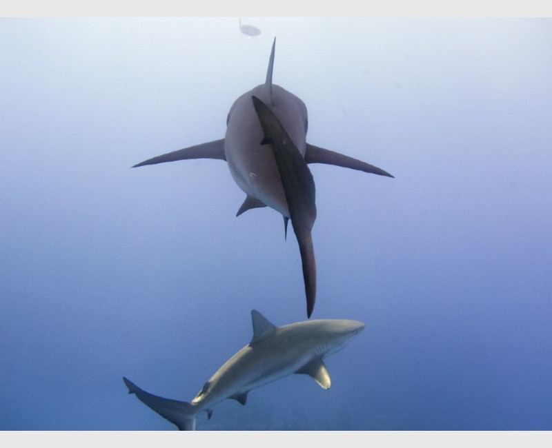 Caribbean reef sharks juxtaposed - Danger Reef, The Exumas, April 2014