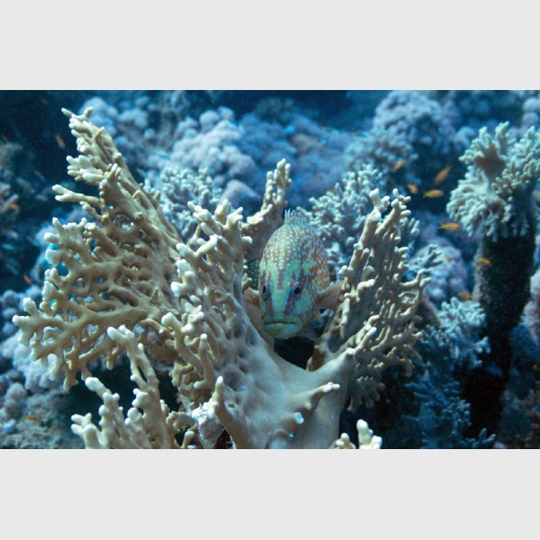Coral grouper nestled - Sataya, Egypt, December 2014