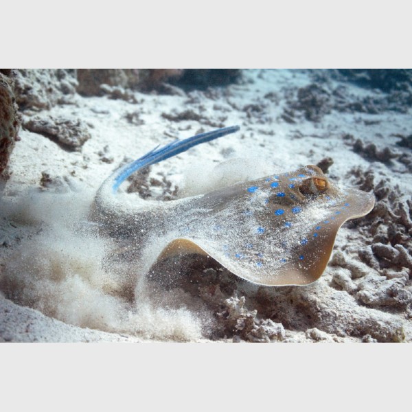 A blue-spotted stingray uncovered - Sataya, Egypt, December 2014