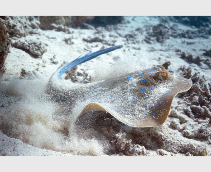 A blue-spotted stingray uncovered - Sataya, Egypt, December 2014