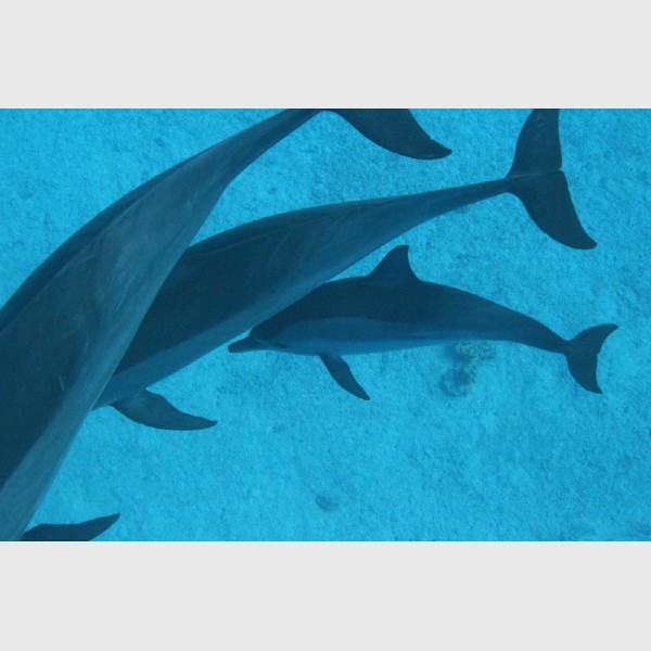 Three dolphins in close proximity - Sataya, Egypt, December 2014