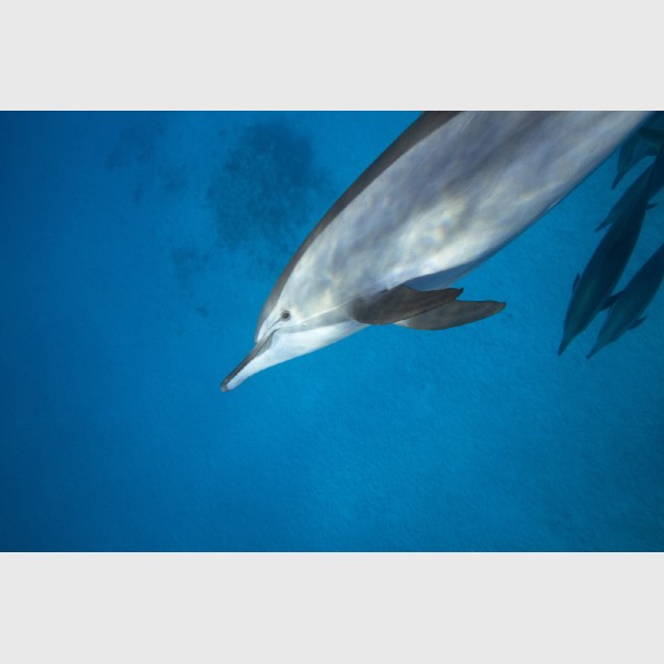 Close encounter with a spinner dolphin - Sataya, Egypt, December 2014