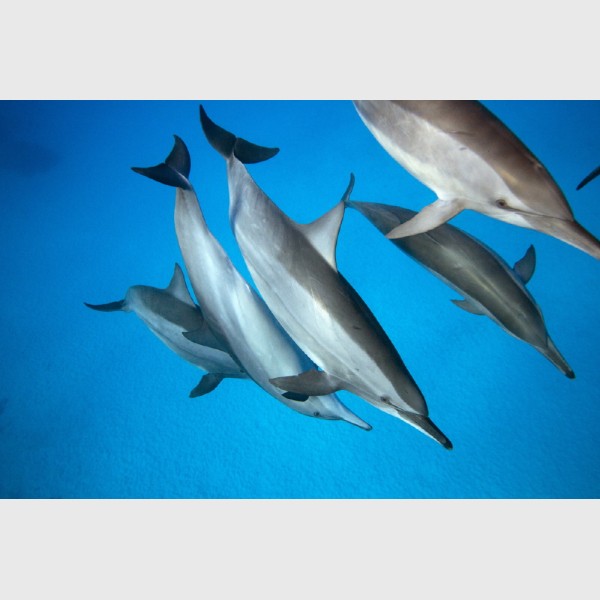 Spinner dolphins about to mate - Sataya, Egypt, December 2014