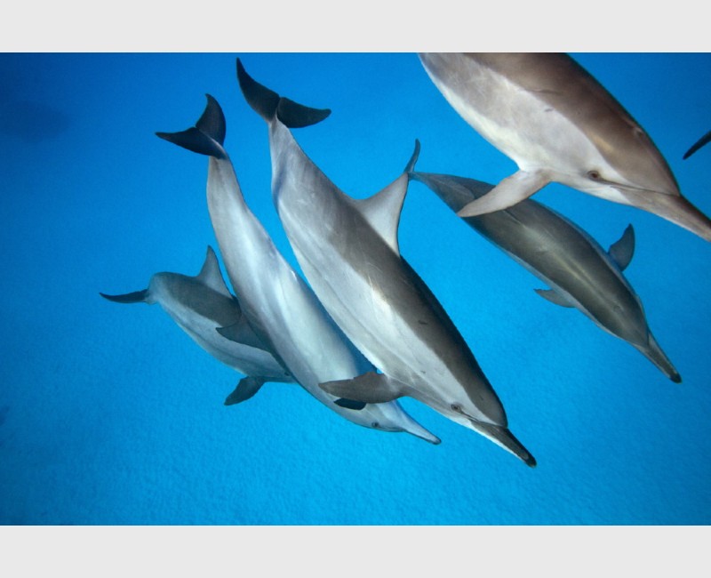 Spinner dolphins about to mate - Sataya, Egypt, December 2014
