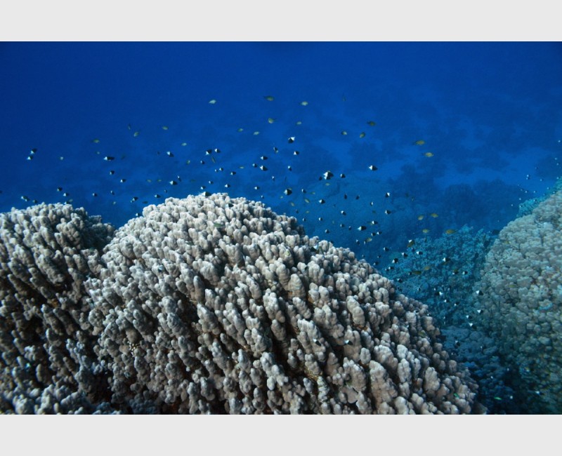 Clouds of two-tone chromis above the coral - Sataya, Egypt, December 2014