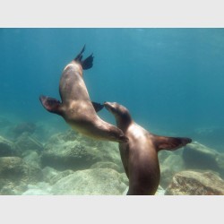Sea lions playing - Cabo Pulmo, Mexico, April 2014