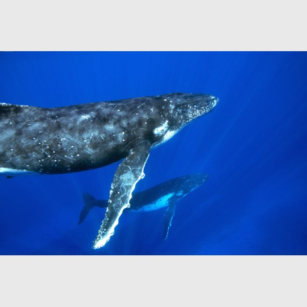 Humpback mirror -- a mother and calf in the same pose - Vava'u, Tonga, August 2014