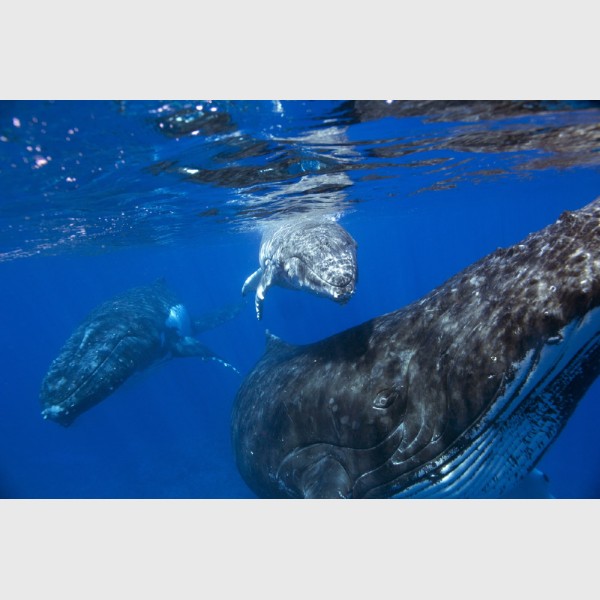 A Humpback whale calf swims above its mother, with the male escort trailing behind - Vava'u, Tonga, August 2014
