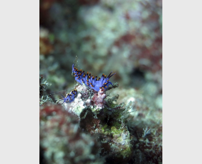 Unidentified nudibranch from the Flabellinidae family - Vava'u, Tonga, August 2014